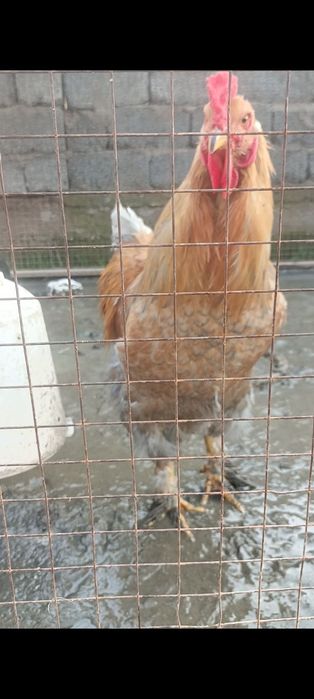 Қораздар салады хокин брама