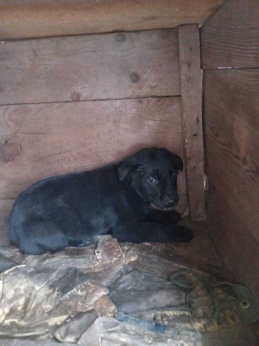 Donație căței metis Labrador - Ciobănesc mioritic