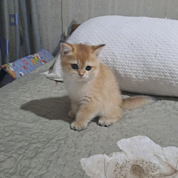 Продажа котят золотой шиншилы