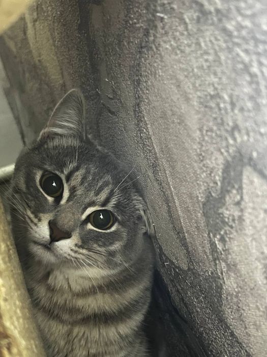 Бесплатно котенок