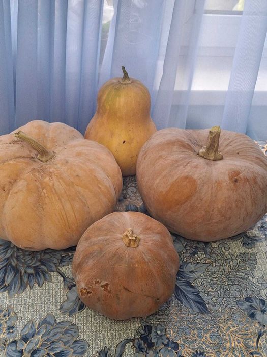 Продается сладкая сочная тыква.