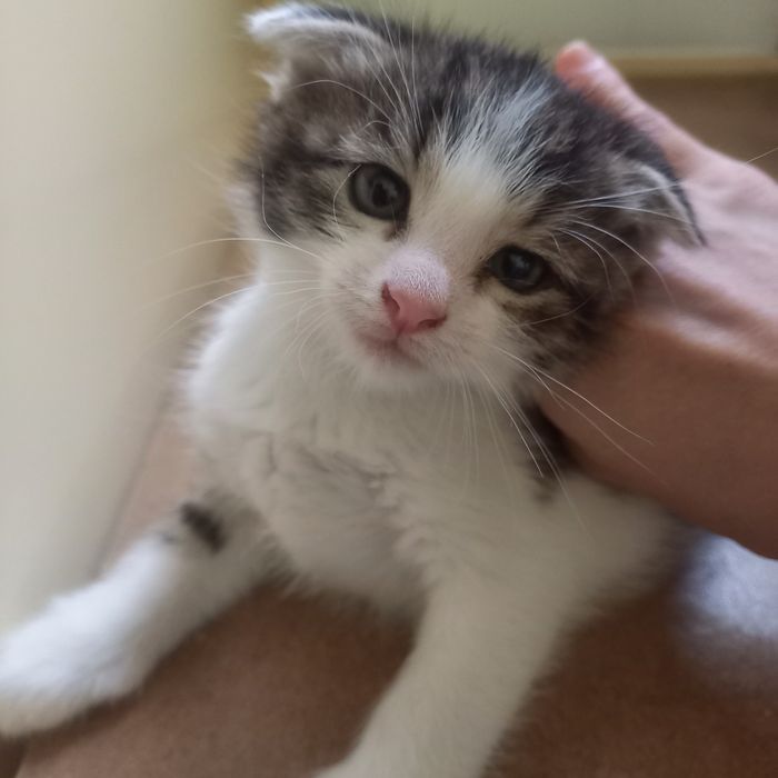 Вислоухие котята 1,5 месяц