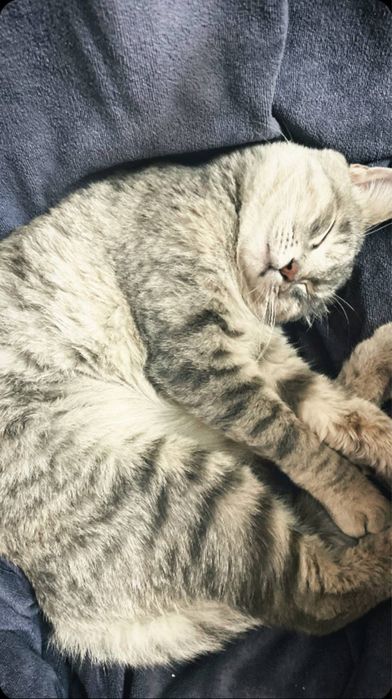 Продаю домашнюю кошку девочка) здоровая, привитая, стерилизованная