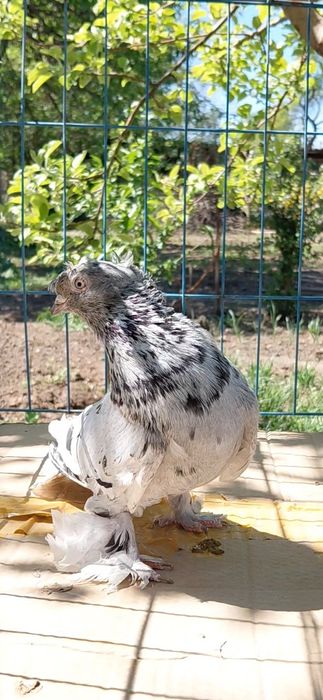 Голуби игровых кровей