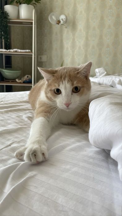 Отдам котов в добрые руки