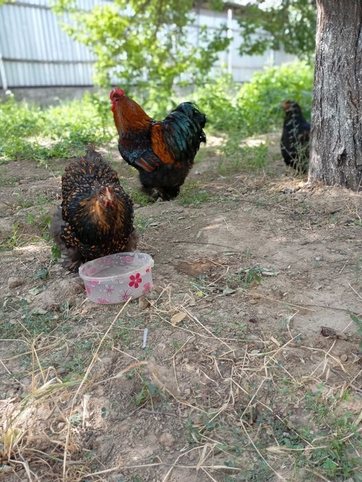 Золото Кохин 8000 тг