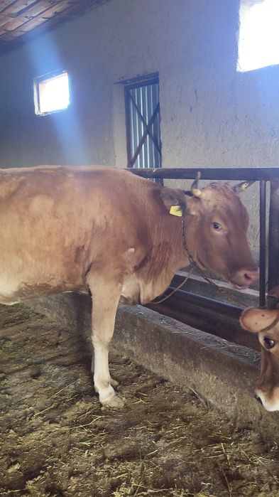 Сиыр сатылады кг 3000