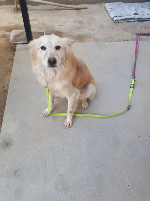 Доброму мальчишке нужен добрый хозяин!