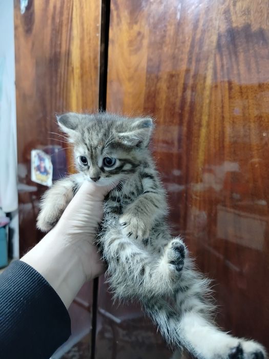 Одам 4 котенка и кота