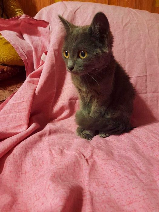 Котёнок-девочка, 2,5 месяца