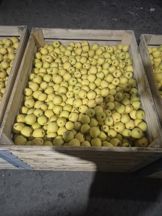 Mere golden mere golden