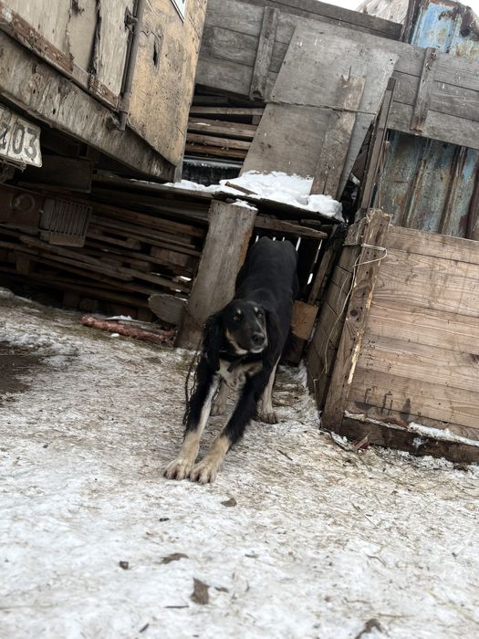 Тазы рабочий 2 года