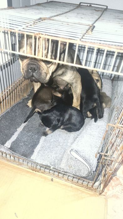 Продам щенков французского бульдога метисы !