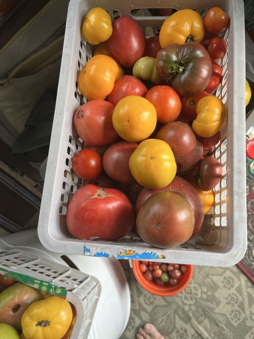 Продам домашние помидоры