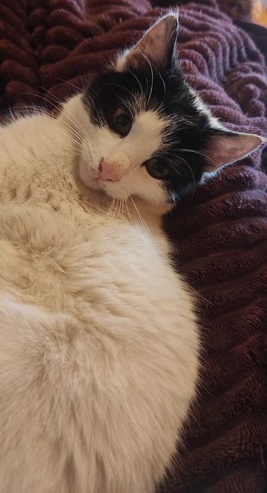 Най-мъркащото коте търси грижовен човек!