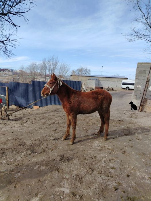 Тайлар сатылады, 1 ұрғашы, 2 еркек