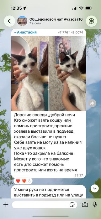 Кота в хорошие руки