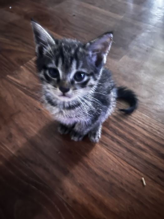 Котята мальчики