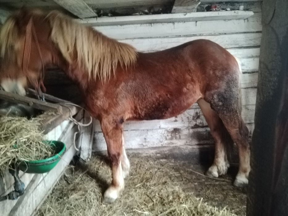 Mânz de vânzare foarte cuminte