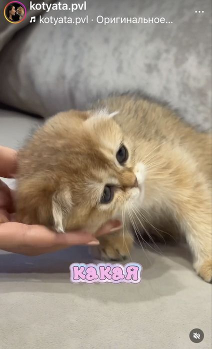 Шотландская шиншилла девочка
