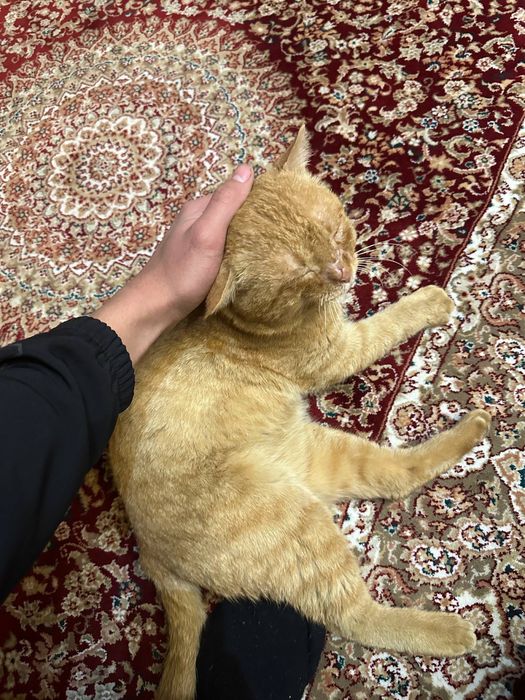 Кошка Гарфилд 3 года