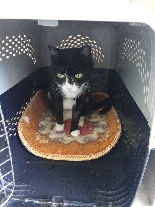 Общительная кошечка ищет дом