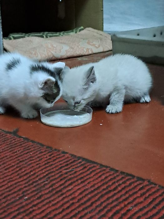 Отдам котят им 40 дней