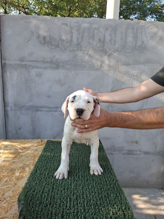 Pui mascul Dog Argentinian Dogo Argentino