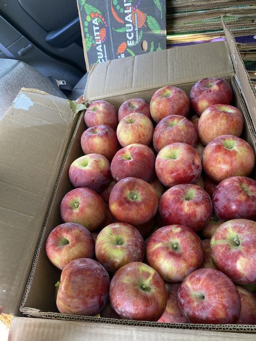 Продам апорт местный