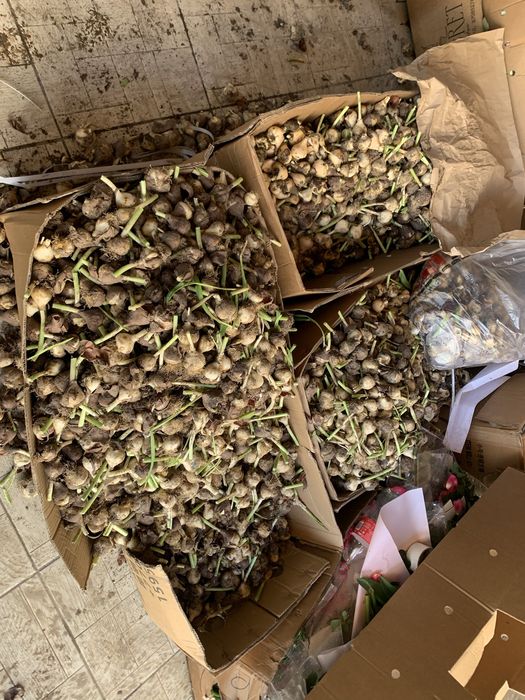 Луковица тюльпан