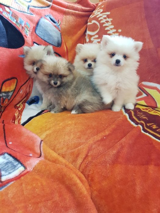 Померан померанчета Гр. София