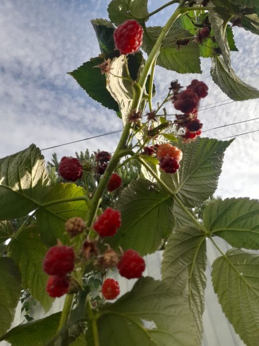 Саженцы ремонтантной малины ягода крупная