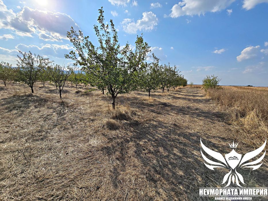 Продавам земя 24.5 декара засята със сливови дръвчета в с.Нови Извор