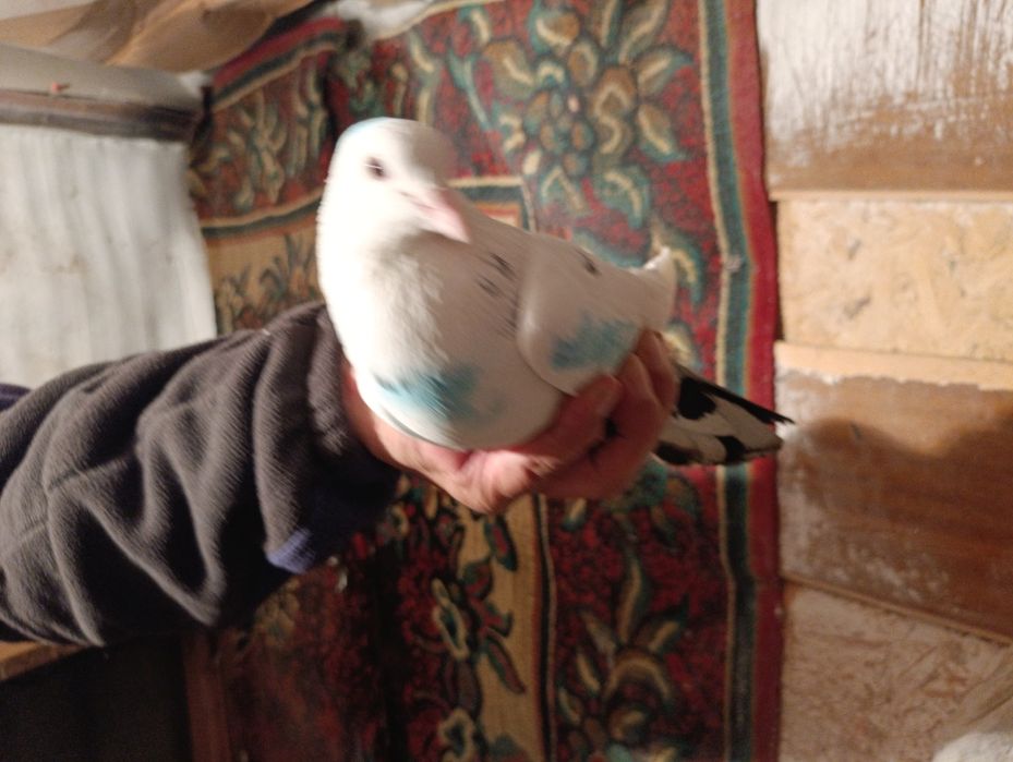 Голуби бакинцы  год