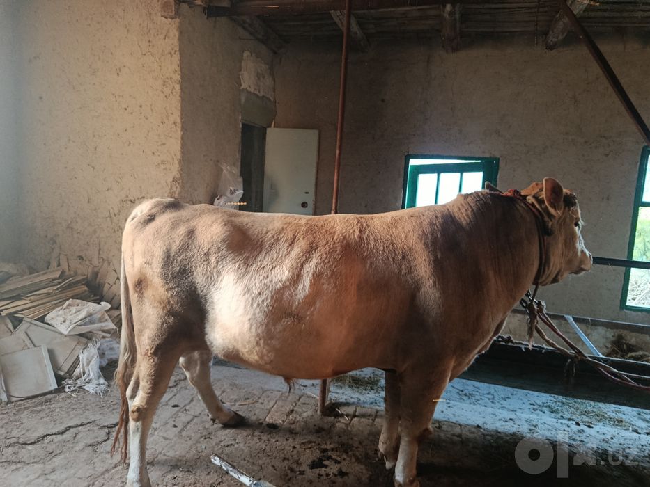 Zotdor buqa sotiladi