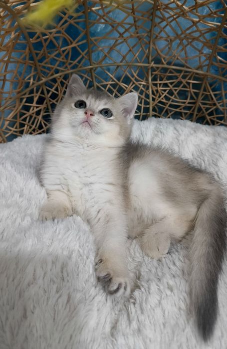 Котенок скоттиш страйт  голубое золото