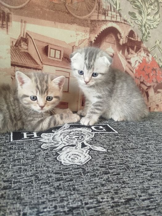 Котята шотландские