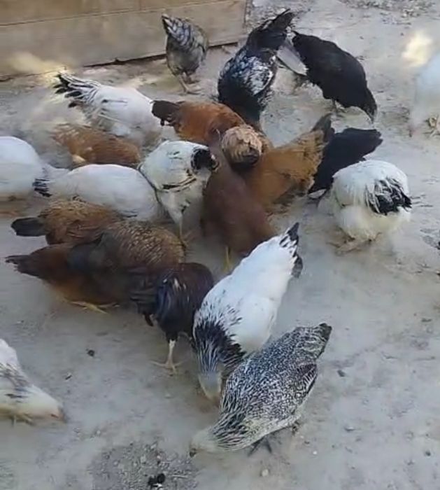 Курица курица курица