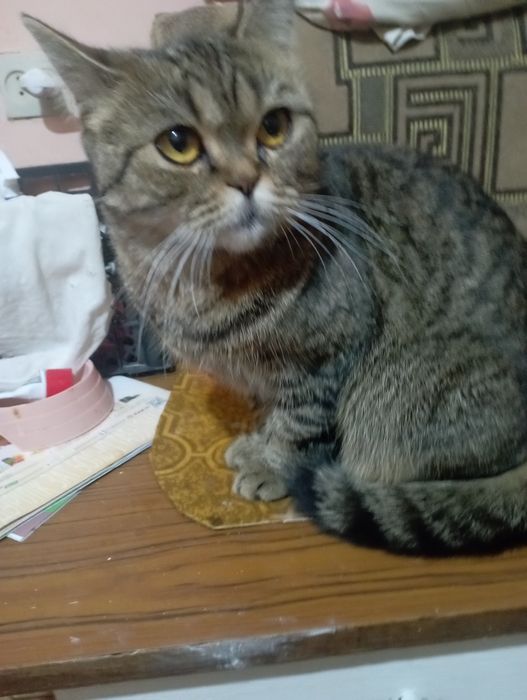 Кошечка британка ищет добрые ручки