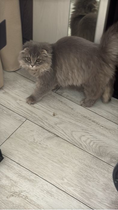 Продам кошка скоттиш фолд