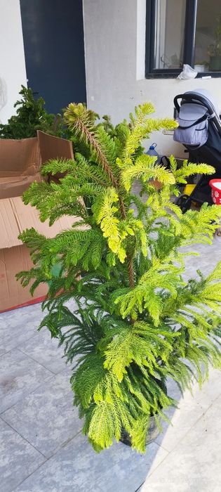 Ёлка Араукария свежий