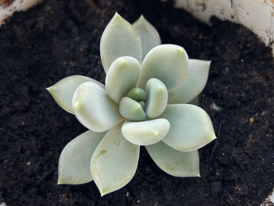 Продам суккуленты эхеверии