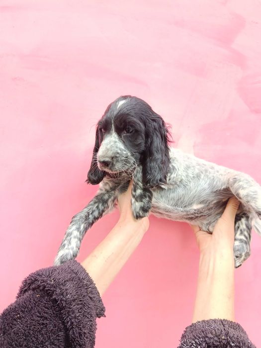 Продам щенка русский охотничий спаниель.