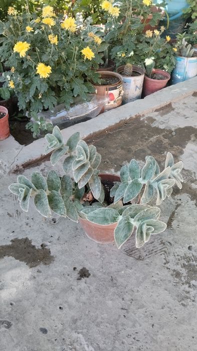 Xxona gullari tayyor tuvakkga utqazilgan