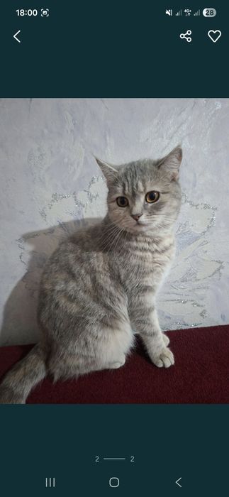 Биританиски шиншилла еркак ва айол 8-ойли ва 9- ойлик