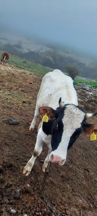 Крава  /   Юница