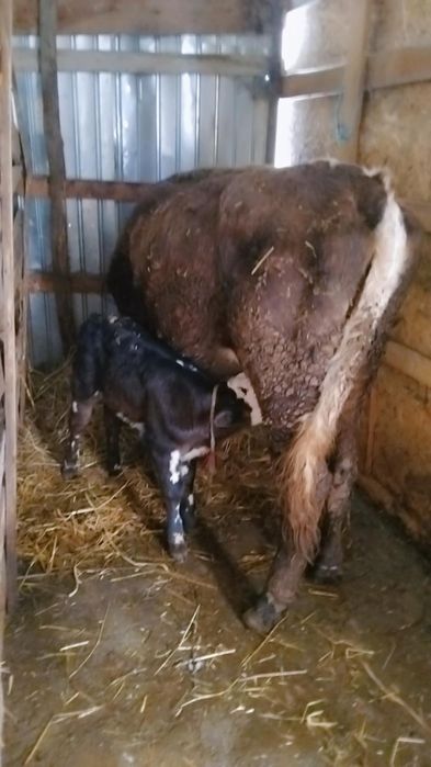 Vând vacă cu vitel! "