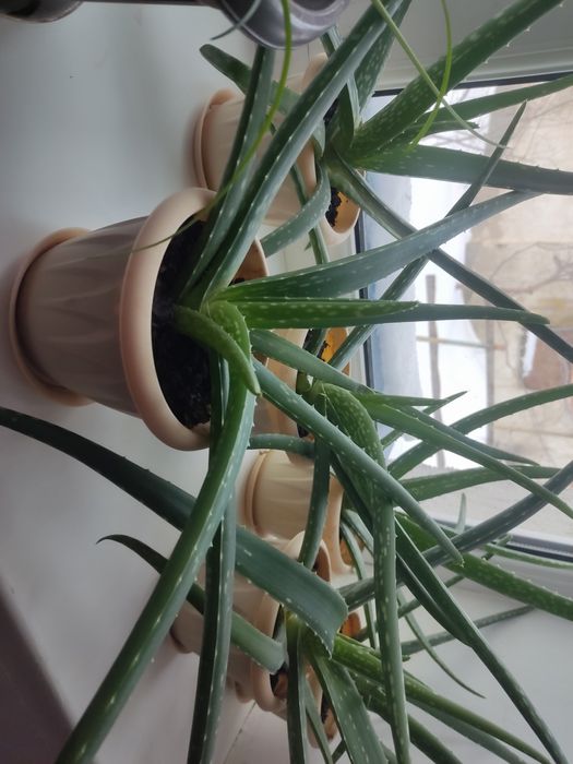 Алое Вера в горшках