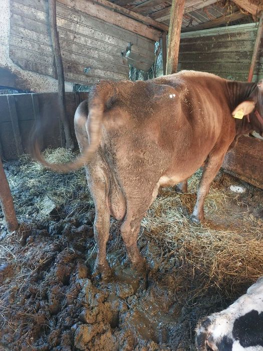 Vand vaca de ținut sau de abator