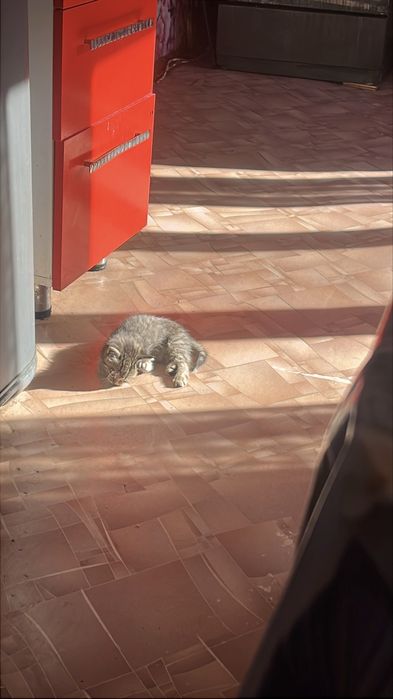 Котенок в добрые руки